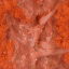 OM5