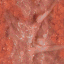 OVM009